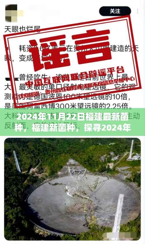 探寻福建最新菌种,揭秘科技奇迹背后的秘密,日期,2024年11月22日
